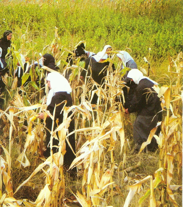 Activitati agricole - Manastirea Samurcasesti