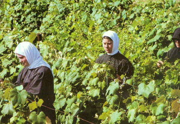 Activitati agricole - Manastirea Samurcasesti