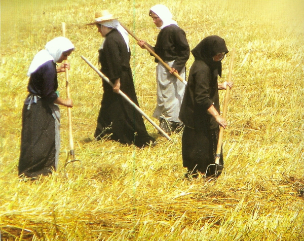 Activitati agricole - Manastirea Samurcasesti